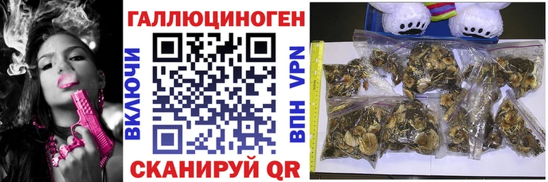Галлюциногенные грибы Psilocybe  Бологое 